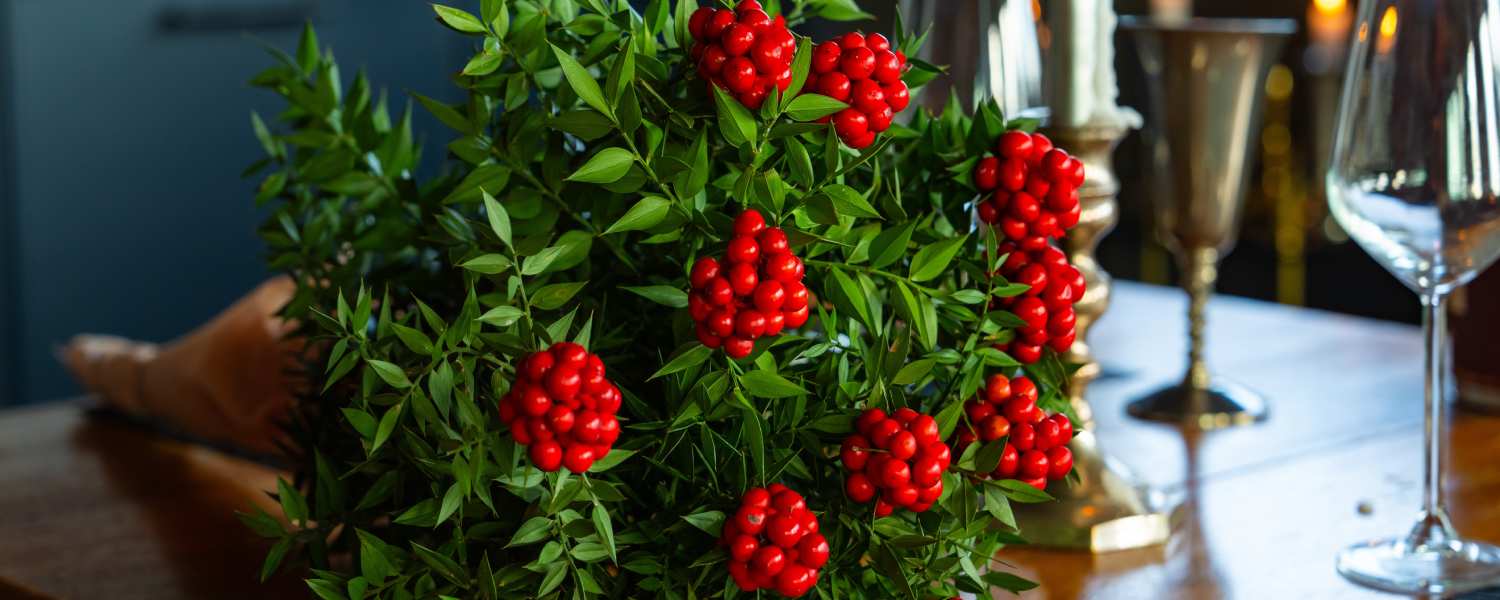 Eşsiz Kokina Çeşitleri